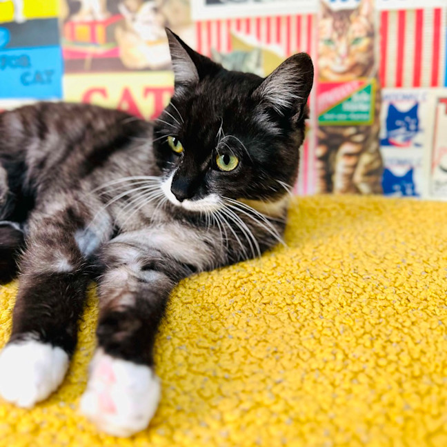 Photo of Henson   Located In Preston