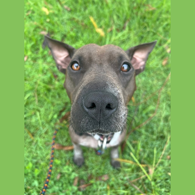 Photo of Luna