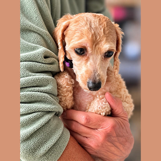 Photo of Daisy