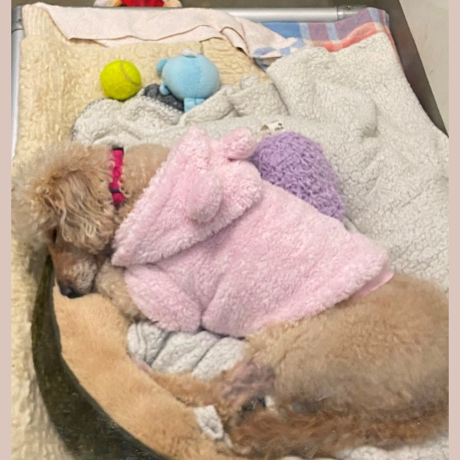 Photo of Poppy