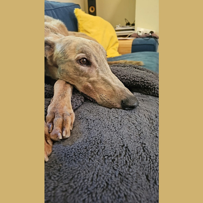 Photo of Ace, The Greyhound 