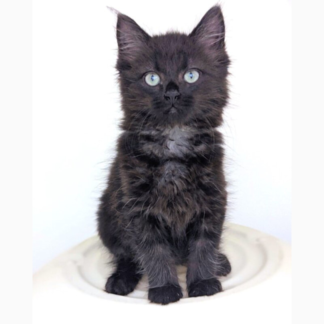 Photo of Clyde