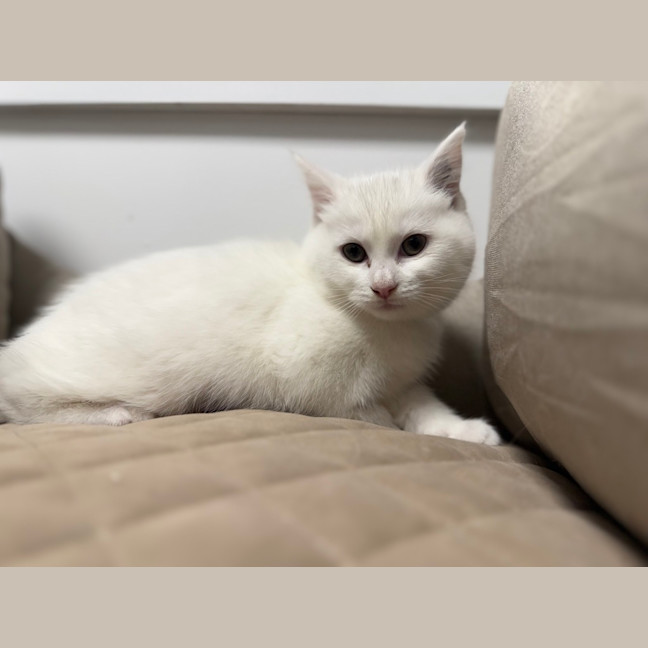 Photo of Lychee (Was Milko)