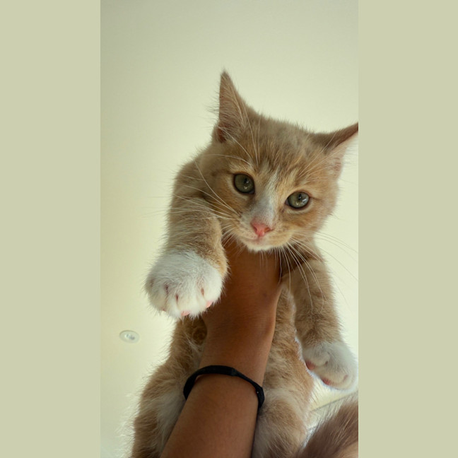 Photo of Maui & Wowie