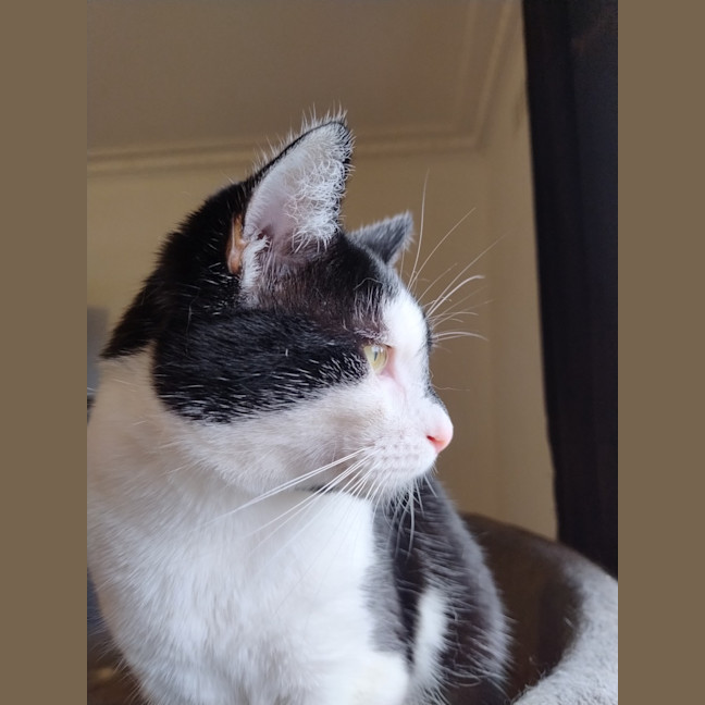 Photo of Clyde