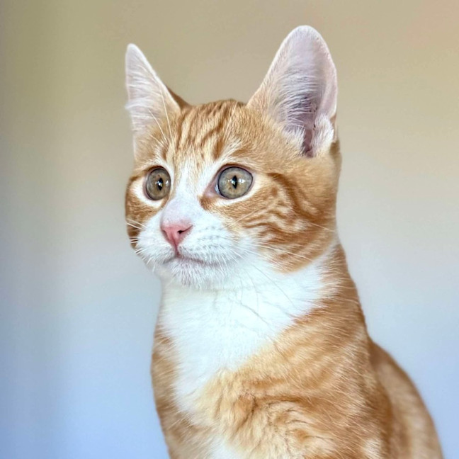 Photo of Monkey   Located In Templestowe