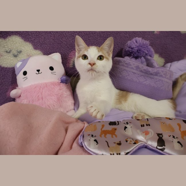 Photo of Miso
