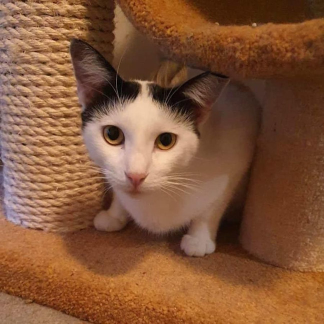 Photo of 2733   Carimba