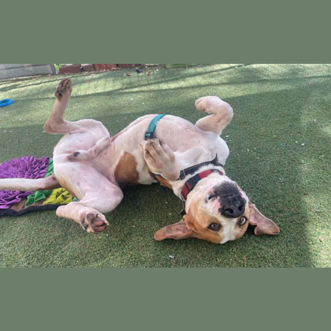 Photo of Rufus