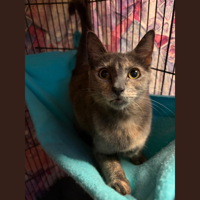 Photo of Mc Muffin