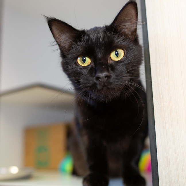 Photo of Cleo
