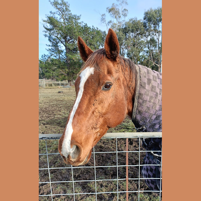 Photo of Ginger (Montville Lass)