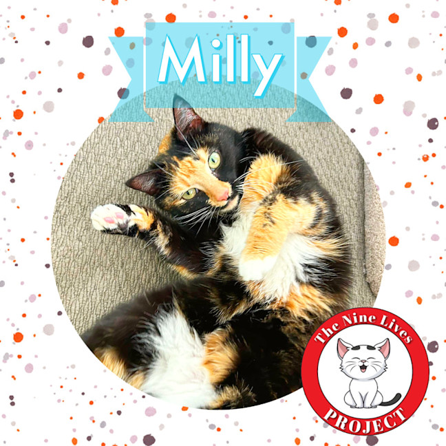 Photo of Milly *9 Lives Project Rescue*