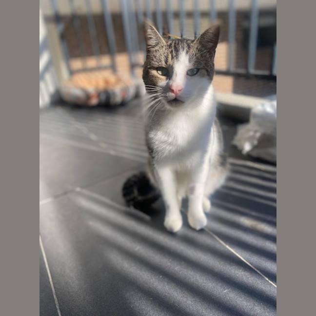 Photo of Ranger