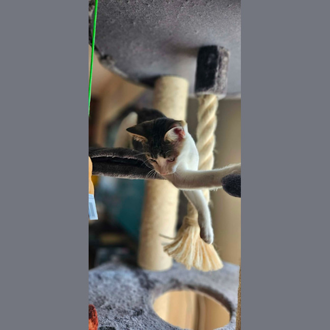 Photo of Whiskey * 9 Lives Project Rescue*