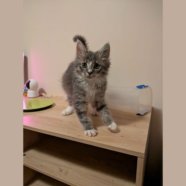 Photo of Remy