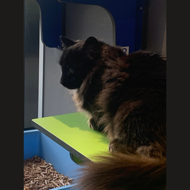 Photo of Taffy