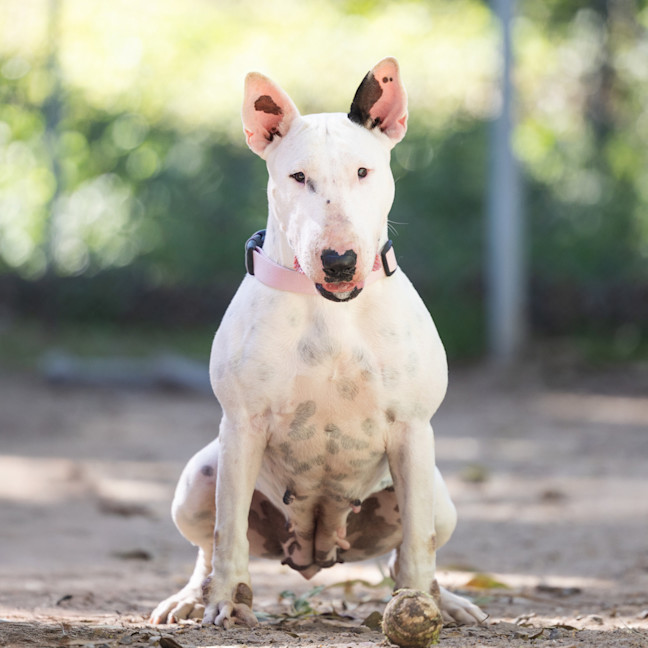 Photo of Cotton