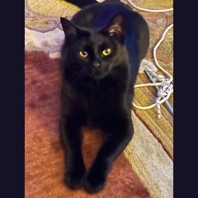 Photo of Jet   Located In Reservoir