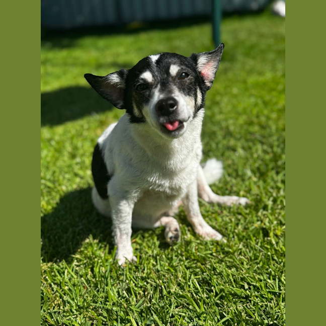 Photo of Tiny   14 Year Old Fox Terrier X