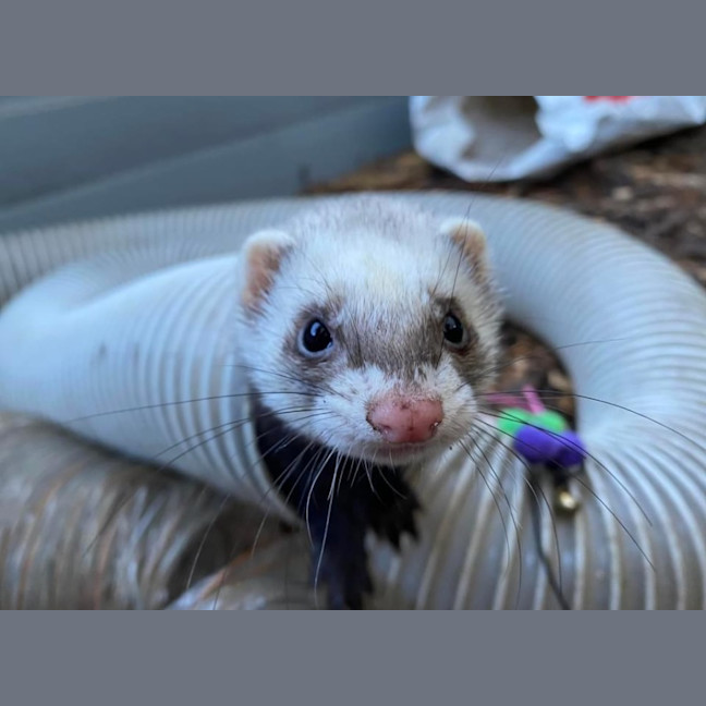 Photo of Fig, Anthea & Danger Mouse