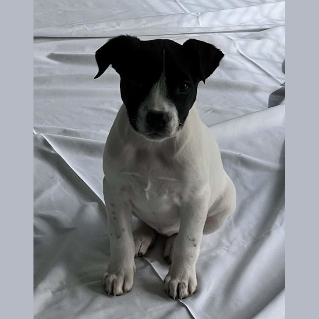 Photo of Bonnie
