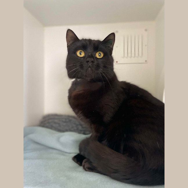 Photo of 🏴‍☠️ Henry 5431 🏴‍☠️