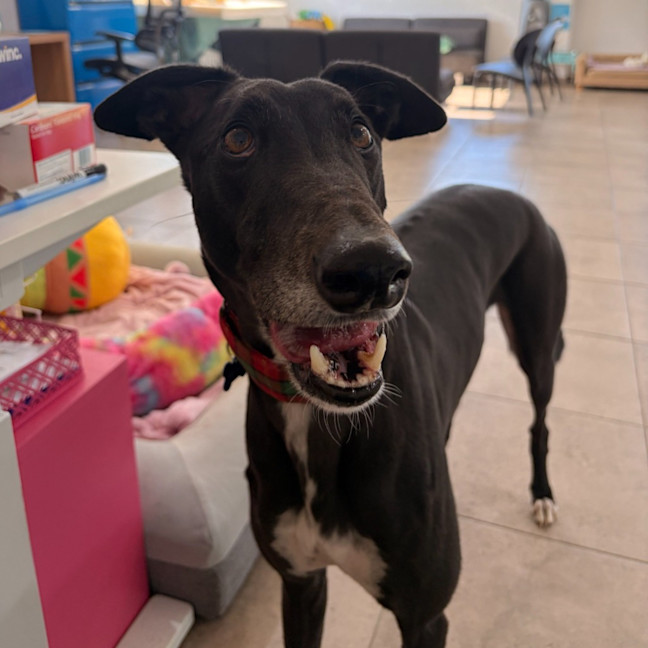 Photo of Banjo The Greyhound