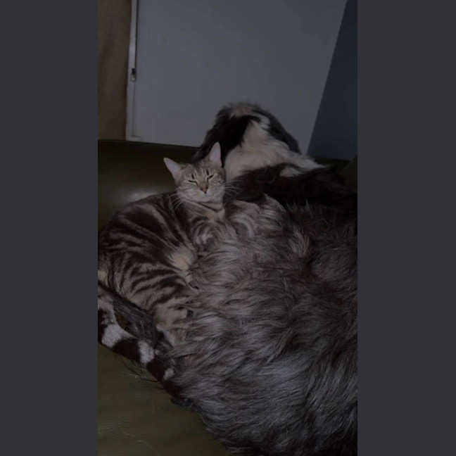 Photo of Dusty  (Empty The Nest $50 Adoption Special )