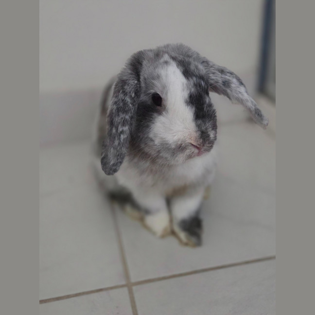 Photo of Pickles 