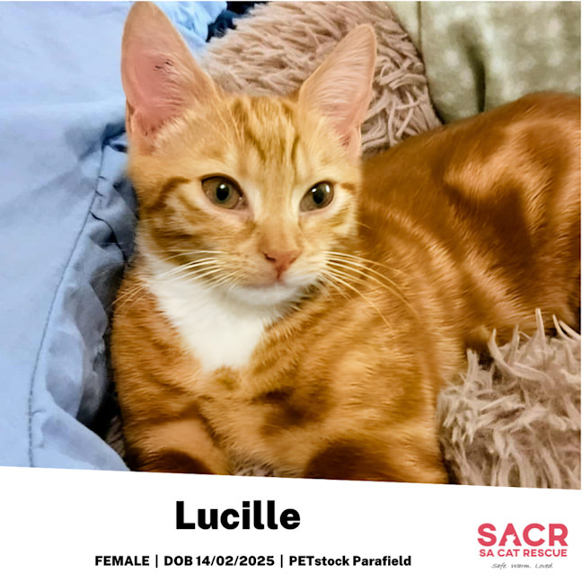 Photo of Lucille
