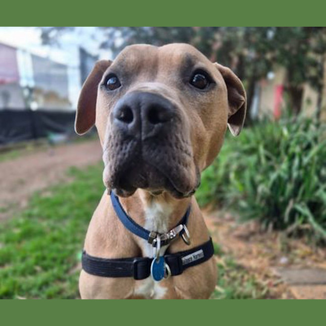 Photo of Gertie