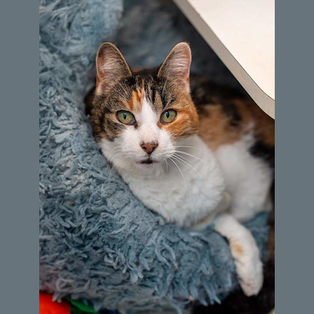 Photo of Pixel