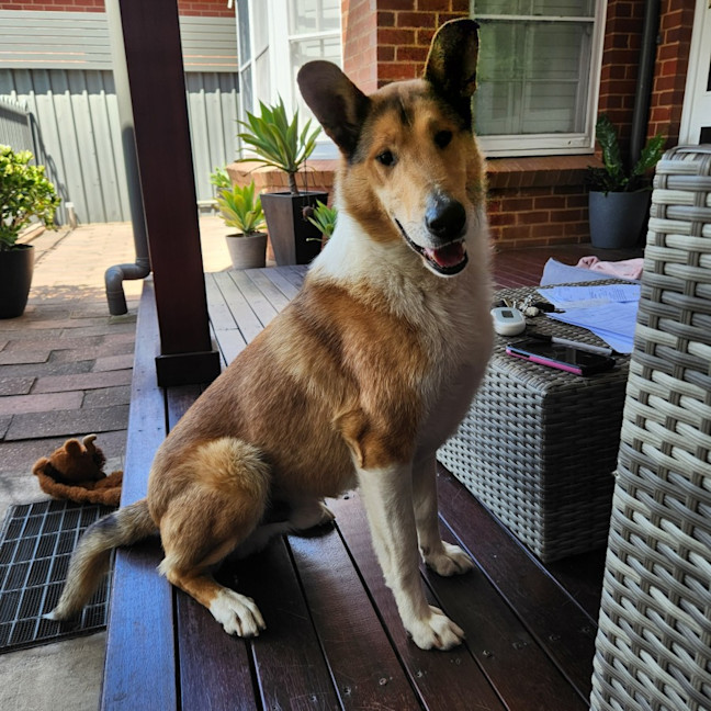 Photo of Jock