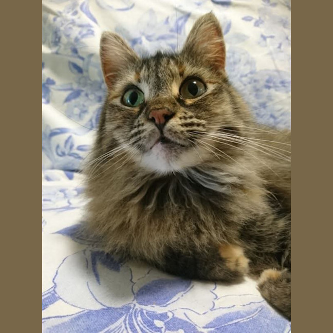 Photo of Fluffy
