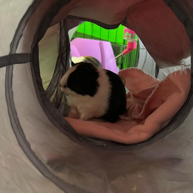 Photo of Riker, Richie & Rocky