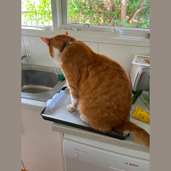 Photo of Tigger   The Perfect Family Cat