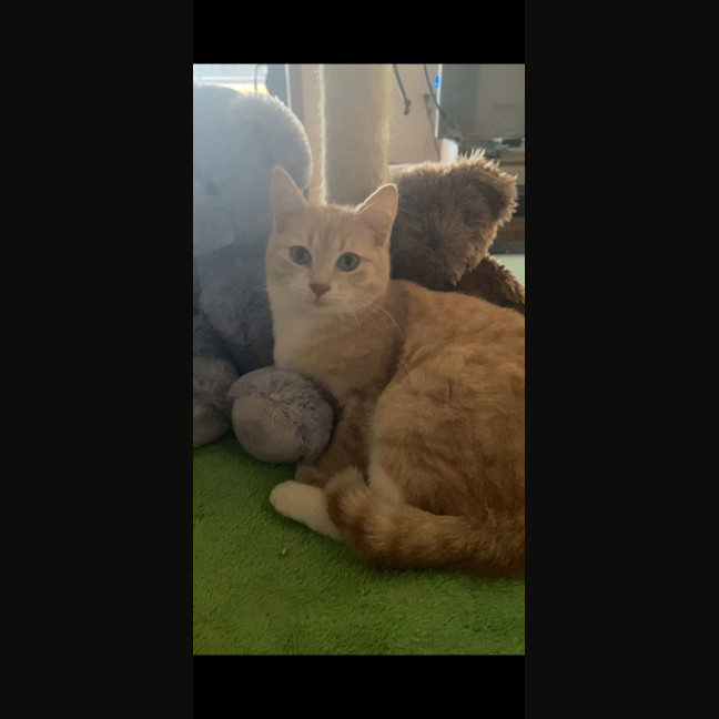 Photo of Honey * 9 Lives Project Rescue*