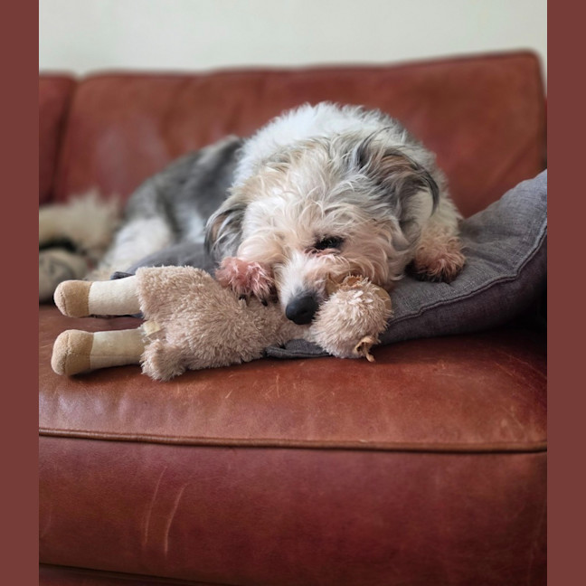 Photo of Teddy