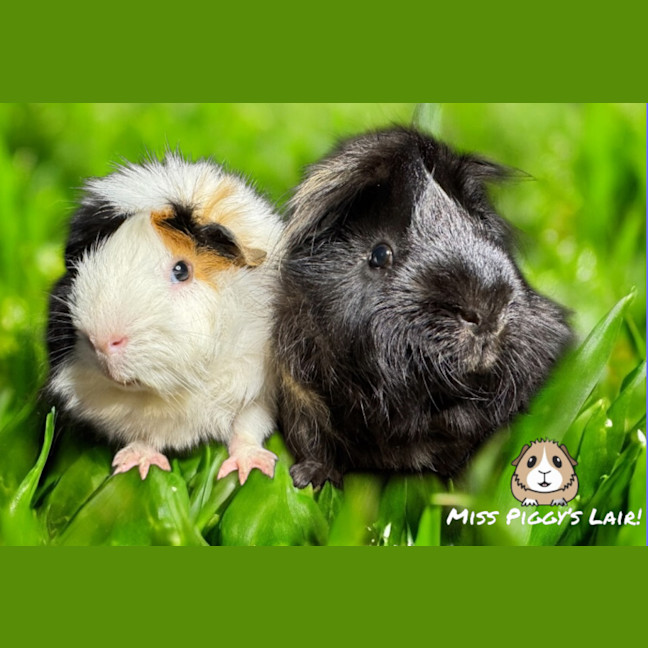 Photo of Mikey And Oreo