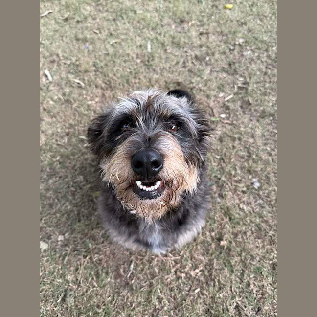 Photo of Meatball
