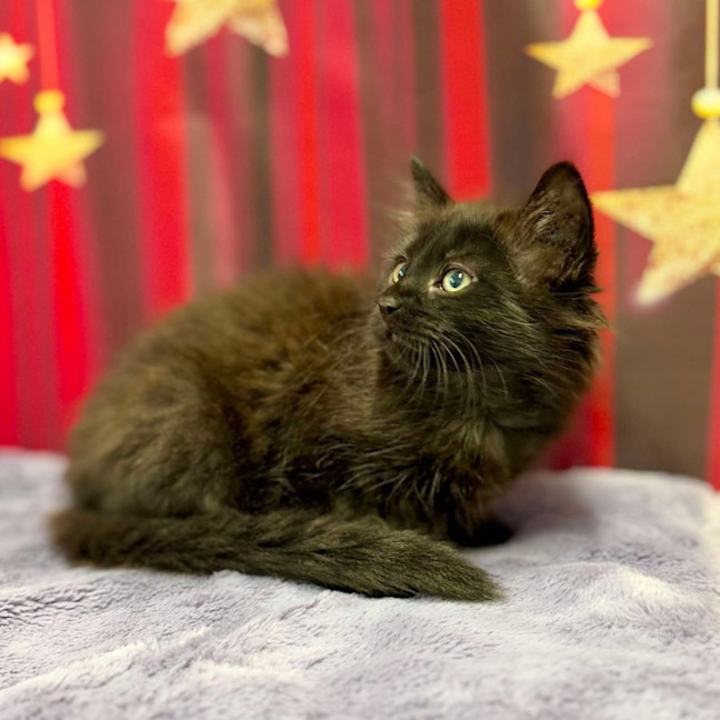 Photo of Kiki   Located In Kew