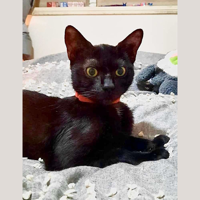 Photo of Georgie (C Mum 3)