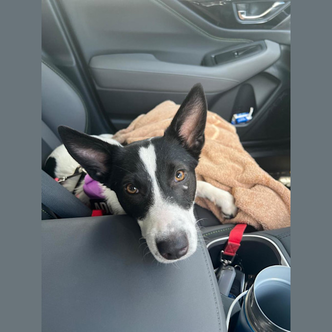 Photo of Kiki   1 Year Old Cattle Dog X