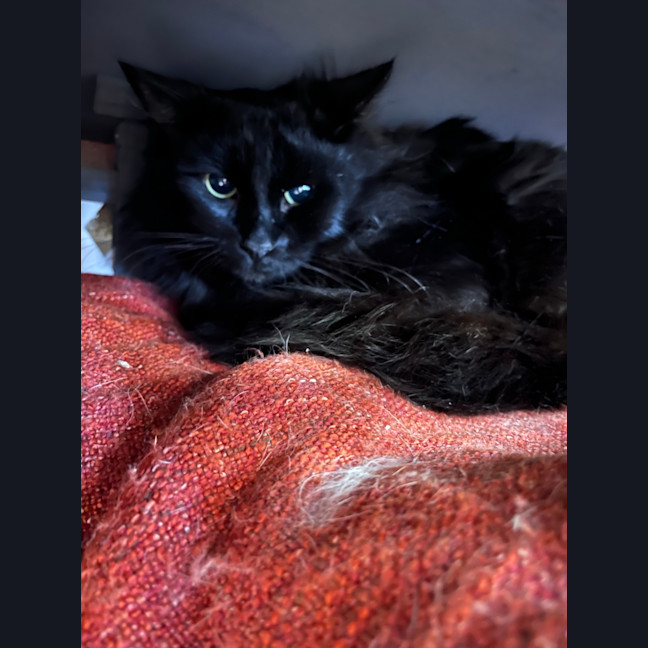 Photo of Samba