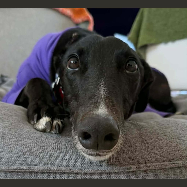 Photo of Fonzie, The Greyhound 