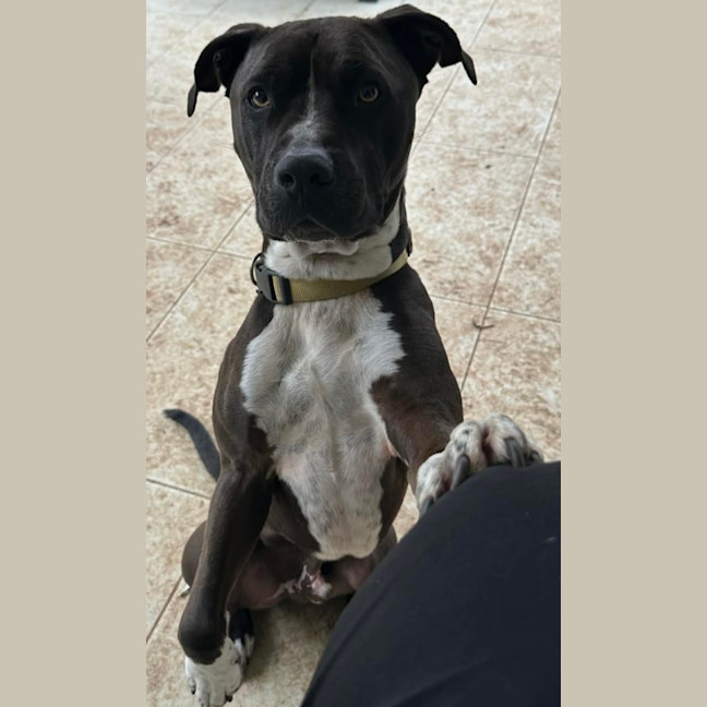 Photo of Charlie   6 Year Old Staffy X Great Dane 