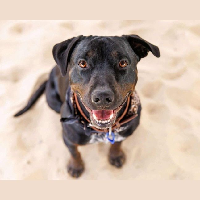 Photo of Macy   2 Year Old Rottweiler X