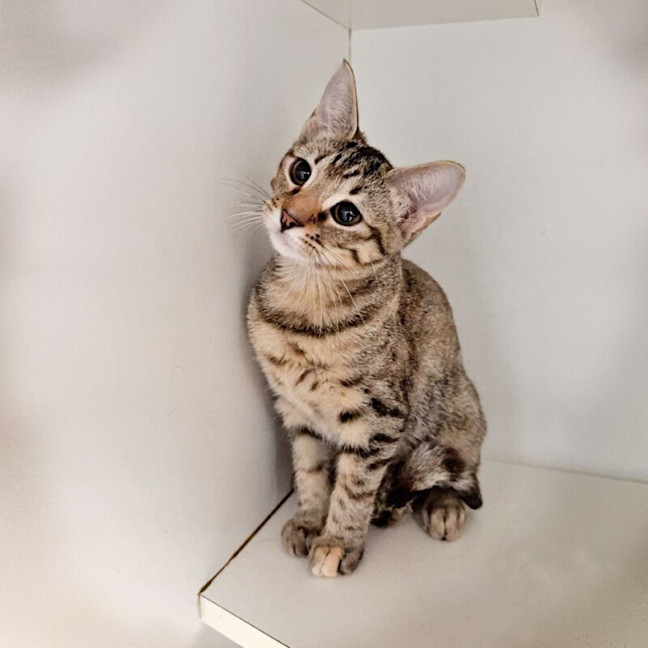 Photo of Chip