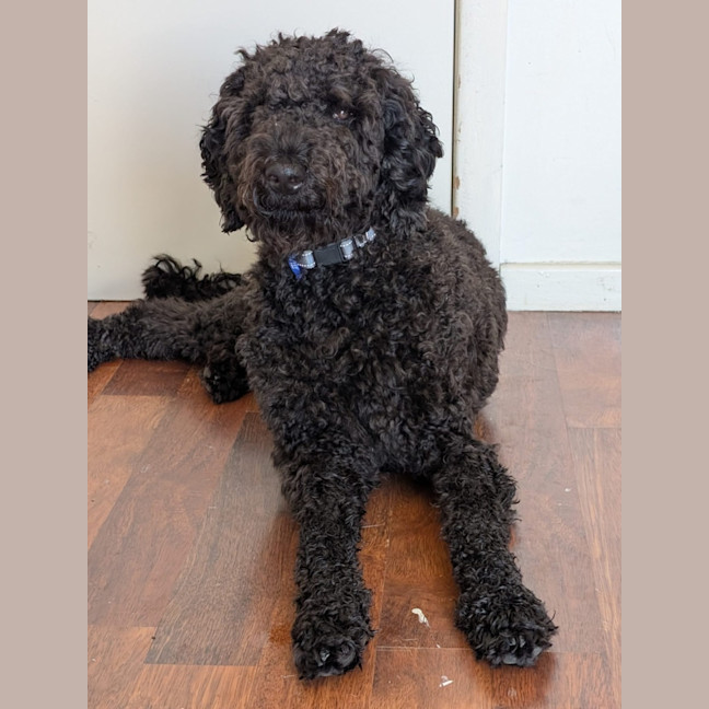 Photo of Tello   1 Year Old Poodle